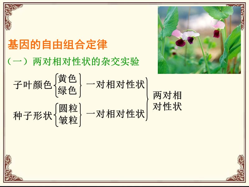 两对相对性状的杂交实验.ppt_第3页