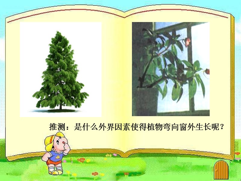 高中生物 3.1 植物生长素的发现课件1 新人教版必修3 .ppt_第2页