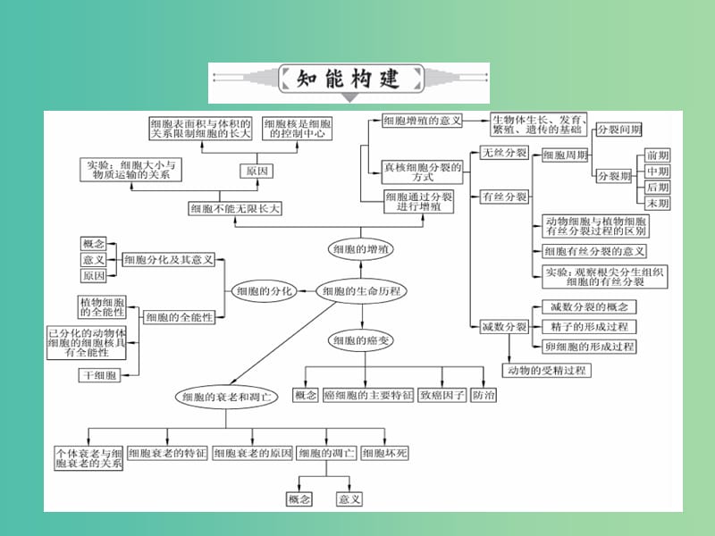 高三生物二轮复习 专题精讲三 细胞的生命历程 第1讲 细胞的增殖和受精作用课件.ppt_第2页