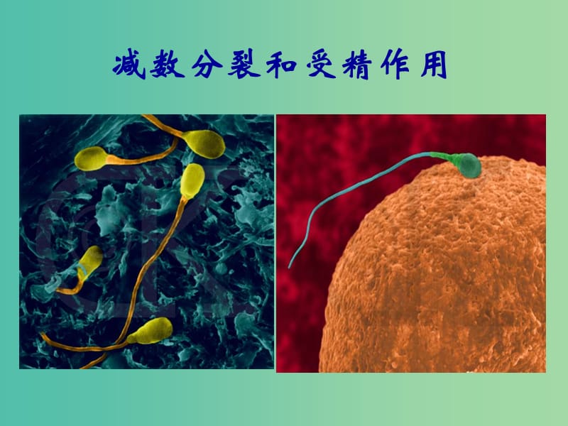 高中生物 2.1 减数分裂和受精作用课件.ppt_第2页