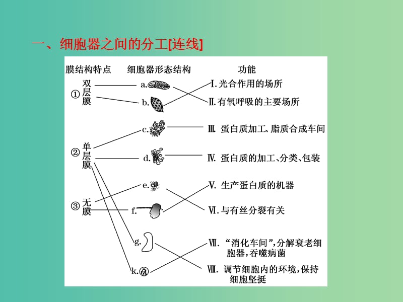 高中生物第三章细胞的基本结构3.2细胞器--系统内的分工与合作课件新人教版.ppt_第3页