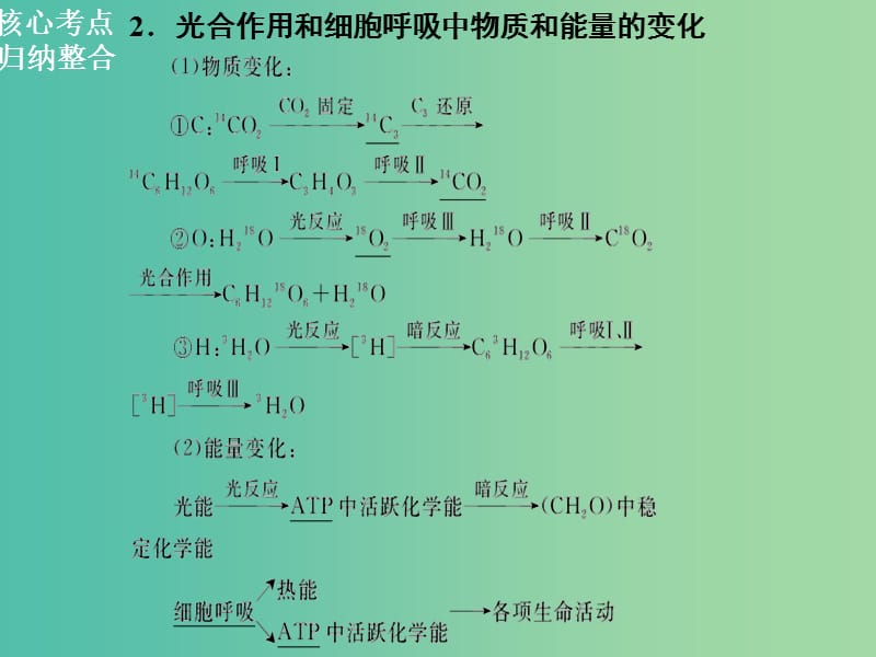 高三生物二轮复习 第一部分 知识落实篇 专题二 细胞的代谢 第2讲 光合作用和细胞呼吸课件.ppt_第3页