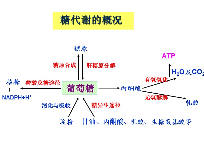 三大物质代谢及相互联系(小结).ppt_第2页