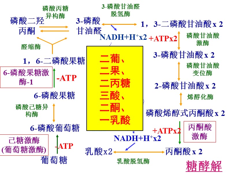 三大物质代谢及相互联系(小结).ppt_第3页