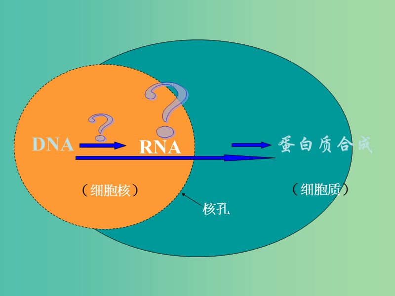 高中生物《4.1 基因指导蛋白质的合成》课件 新人教版必修2 .ppt_第2页