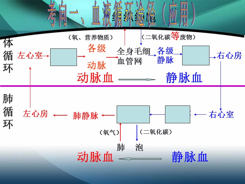 2016生物复习课件(循环系统、泌尿系统).ppt_第3页