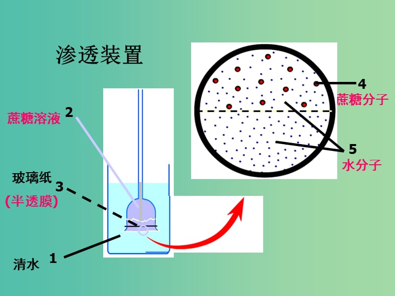 高中生物第四章细胞的物质输入和输出4.1物质跨膜运输的实例课件2新人教版.ppt_第3页