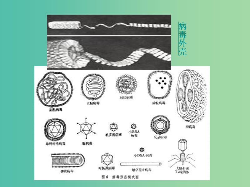 高中生物第一册第3章生命的结构基础3.3非细胞形态的生物--簿课件2沪科版.ppt_第3页