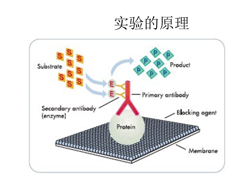 westernblot总结前人的经验.ppt_第2页