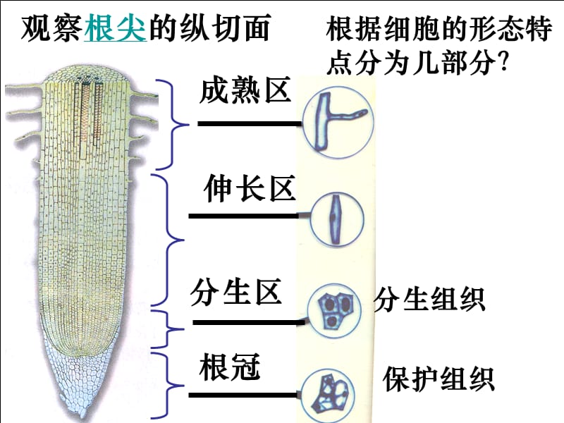 高中生物 有丝分裂实验课件 新人教版必修1.ppt_第3页