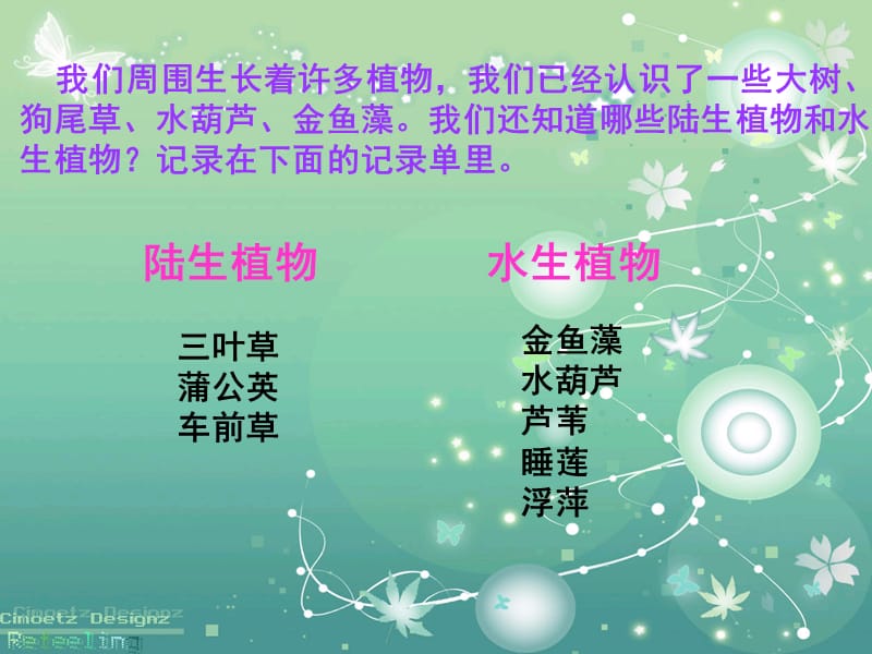 《植物有哪些相同特点》.ppt_第2页