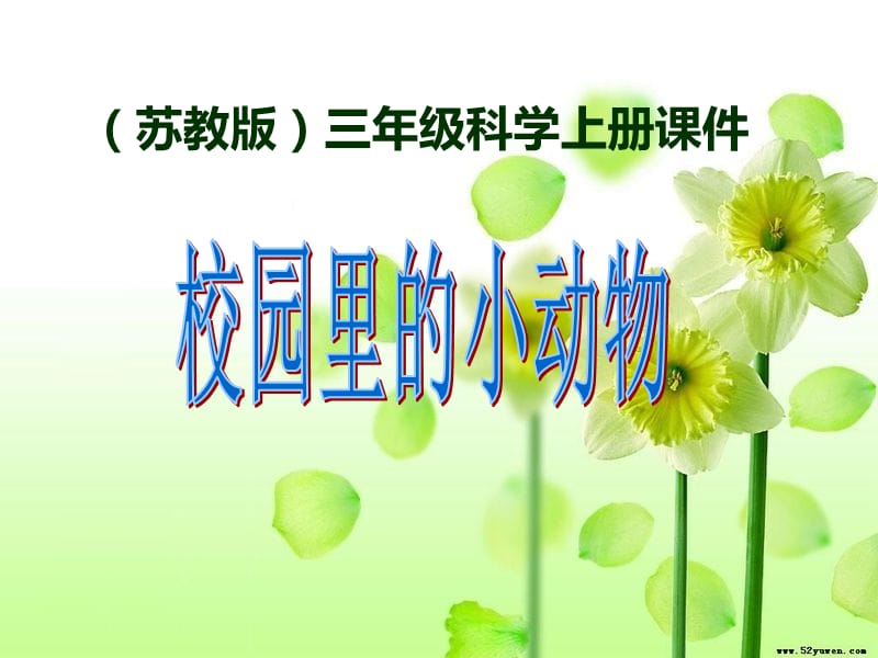 《校园里的小动物》课件.ppt_第1页