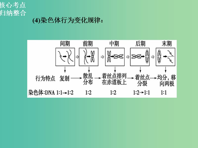 高三生物二轮复习 第一部分 知识落实篇 专题三 细胞的生命历程 第1讲 细胞增殖和受精作用课件.ppt_第3页