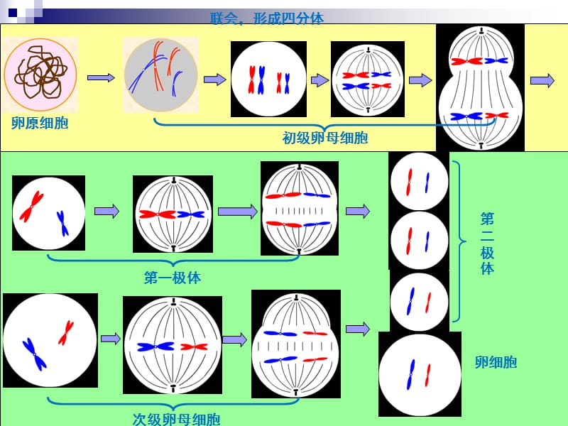 人教版生物必修二复习总结.ppt_第3页