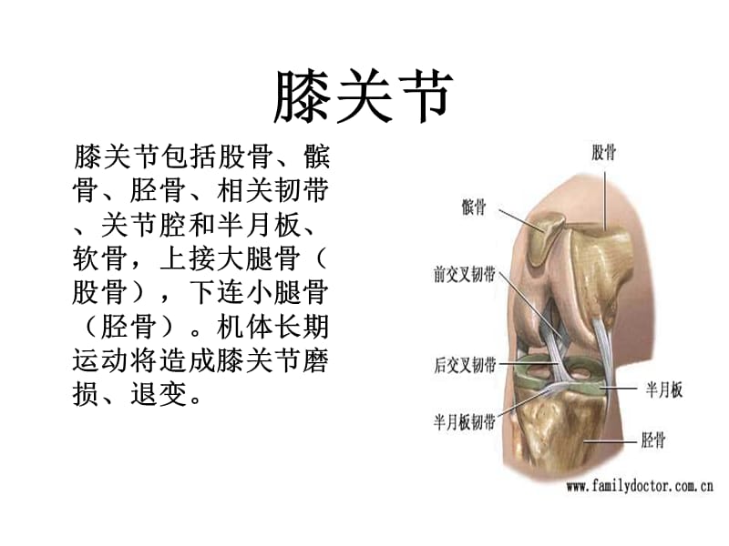 人工全膝关节表面置换术.ppt_第2页