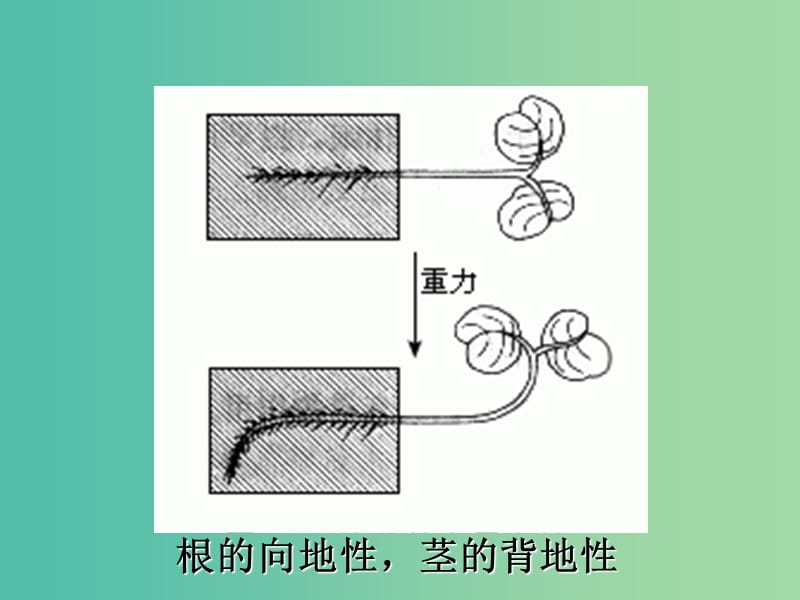 高中生物《第三章 植物的激素调节》课件 新人教版必修3.ppt_第3页