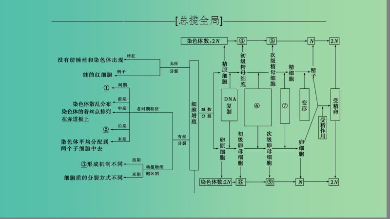 高考生物一轮复习第4单元细胞的生命历程单元网络构建课件.ppt_第2页