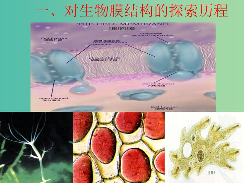 高中生物《4.2 生物膜的流动镶嵌模型》课件 新人教版必修1.ppt_第2页