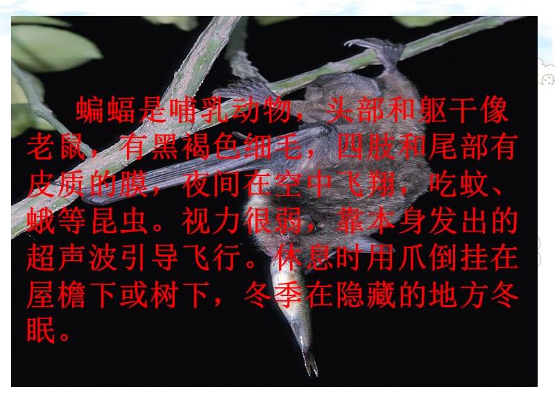 《蝙蝠与雷达》课件.ppt_第3页