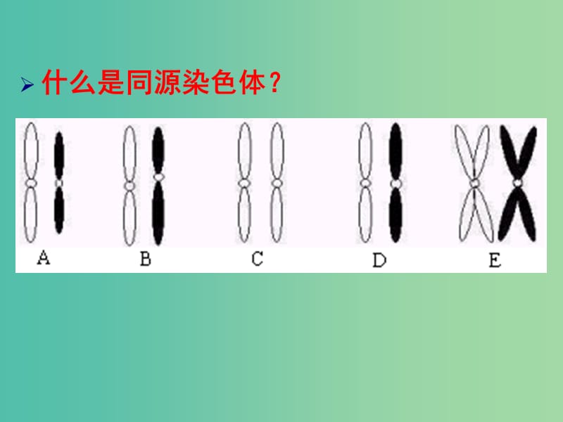 高中生物 2.1减数分裂（2）课件 新人教版必修2.ppt_第2页