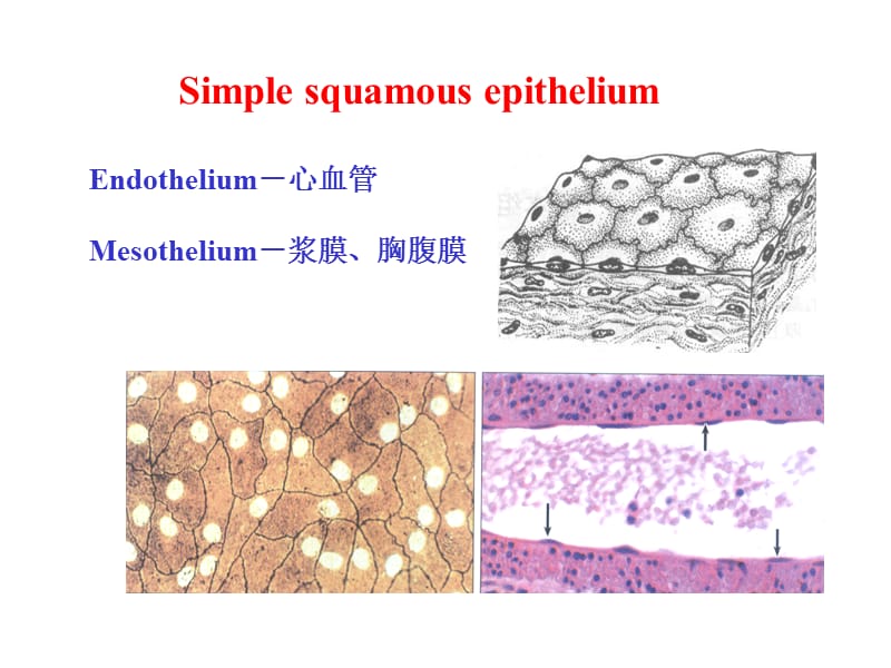 南京农业大学-动物组织胚胎学-上皮组织.ppt_第2页