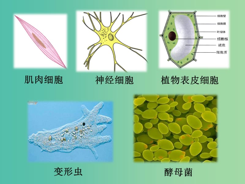 高中生物 第一章 第二节 细胞的多样性和统一性课件 新人教版必修1.ppt_第2页