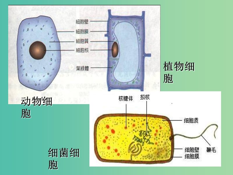 高中生物 第一章 第二节 细胞的多样性和统一性课件 新人教版必修1.ppt_第3页