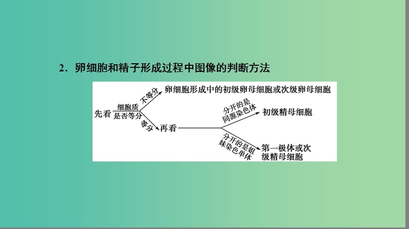 高中生物 第2章 基因和染色体的关系 第1节 细胞分裂图像的判别（Ⅱ）微专题突破课件 新人教版必修2.ppt_第3页