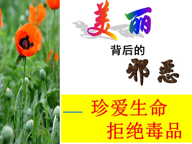 安全教育班会《珍爱生命,拒绝毒品》PPT课件.ppt_第1页