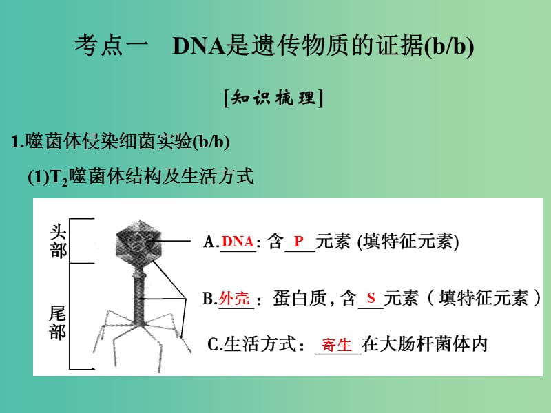 高考生物总复习 第四单元 遗传的分子基础 第12讲 核酸是遗传物质的证据课件.ppt_第2页