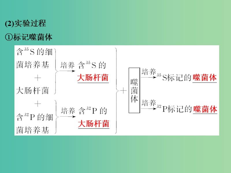 高考生物总复习 第四单元 遗传的分子基础 第12讲 核酸是遗传物质的证据课件.ppt_第3页