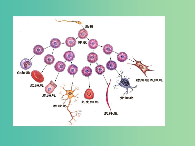 高中生物《6.3 细胞的衰老和凋亡》课件 新人教版必修1.ppt_第1页