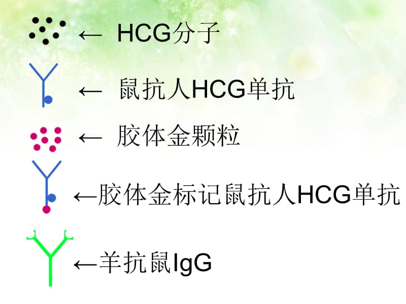 免疫胶体金层析法-hcg.ppt_第3页