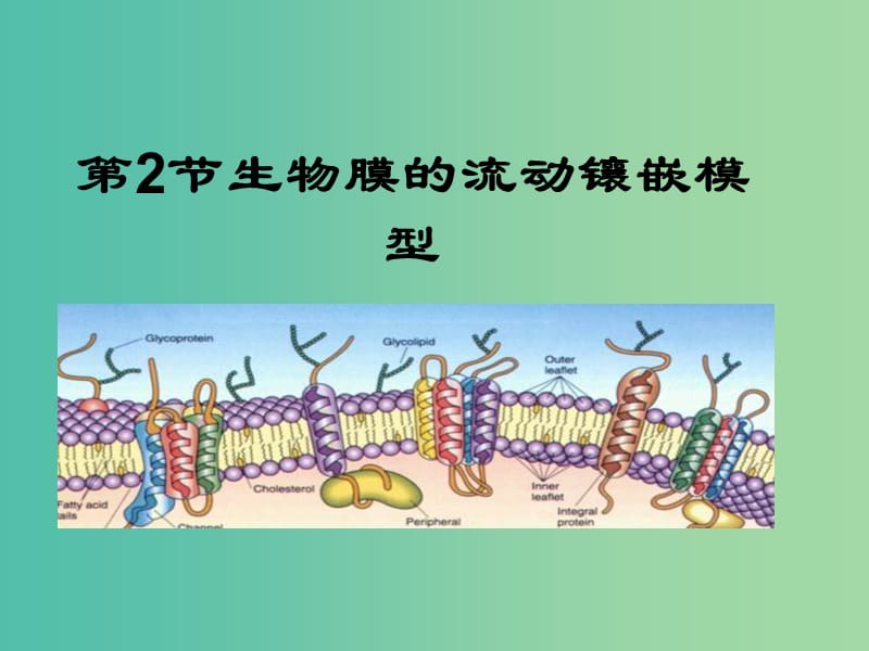 高中生物 4.2《生物膜的流动镶嵌模型》课件 新人教版必修1.ppt_第1页