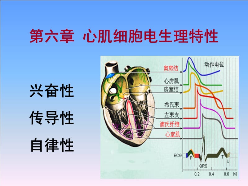 心肌电生理特性.ppt_第1页