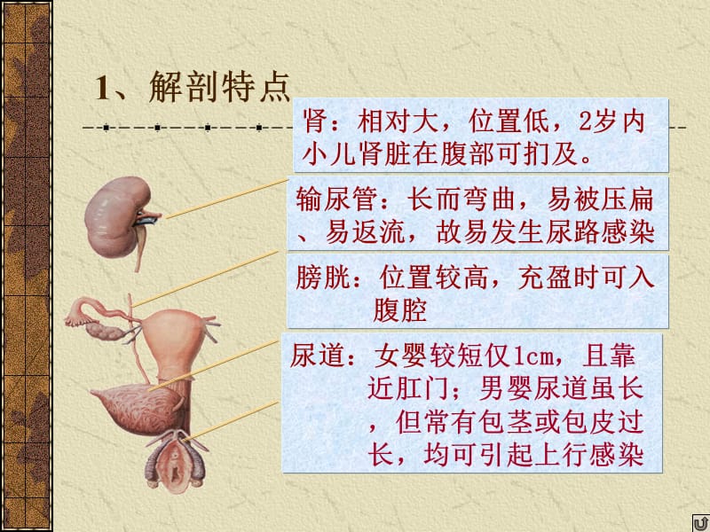 儿科学课件泌尿系统.ppt_第3页