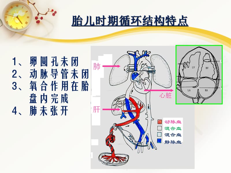 心脏超声常用切面及解剖.ppt_第2页