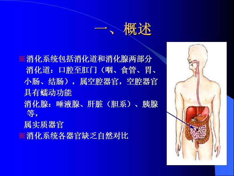 消化系统影像学表现(详细、全面).ppt_第2页