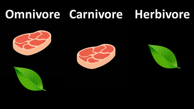 恐龙种类中英文对照dinosaurflashcards.ppt_第1页