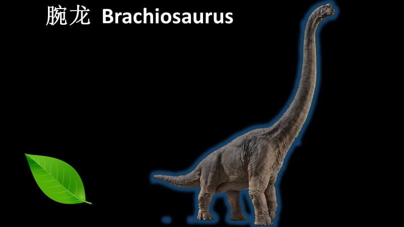 恐龙种类中英文对照dinosaurflashcards.ppt_第3页