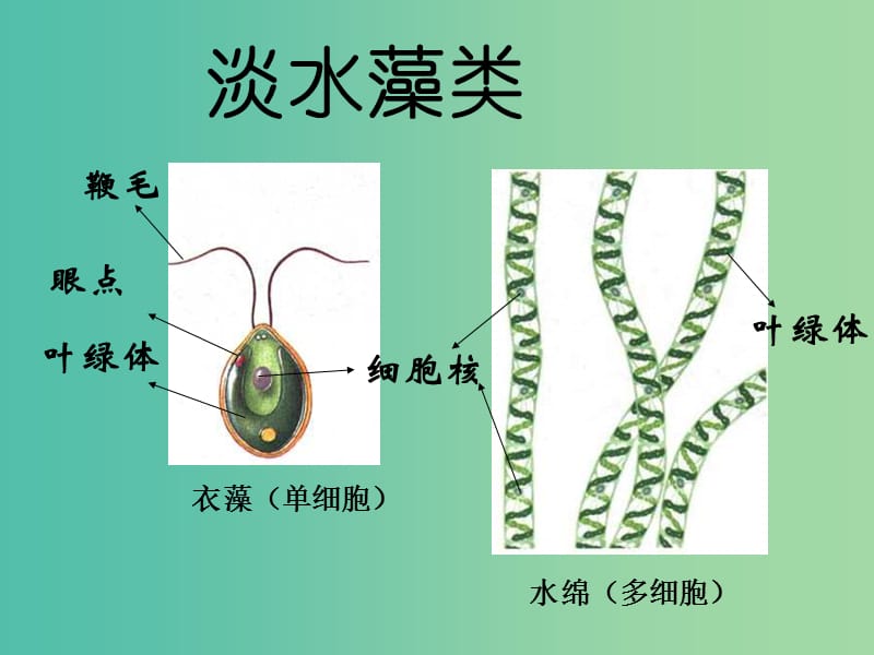 七年级生物上册 3.1.1 藻类苔藓和蕨类植物课件 （新版）新人教版.ppt_第3页