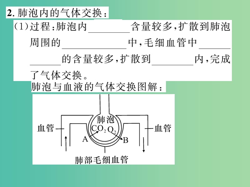 七年级生物下册 第三章 第二节 发生在肺内的气体交换（第2课时 肺与血液的气体交换）课件 新人教版.ppt_第3页