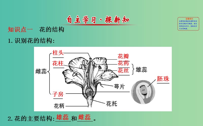 七年级生物上册 3.2.3 开花和结果课件 （新版）新人教版.ppt_第2页