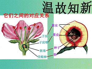 七年級(jí)生物上冊(cè) 3.3 綠色植物與生物圈的水循環(huán)課件 （新版）新人教版.ppt