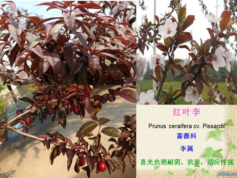 园林植物名称及图片.ppt_第1页