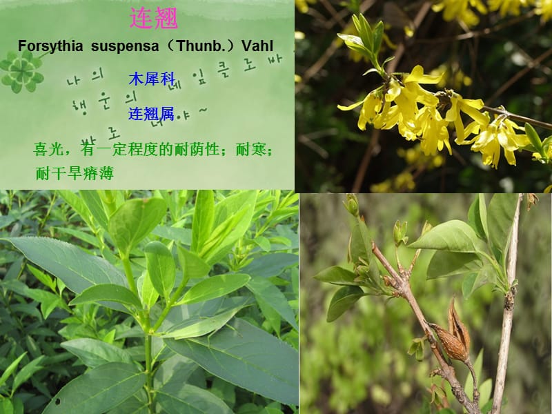 园林植物名称及图片.ppt_第3页