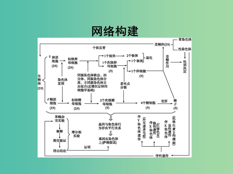 高中生物 第2章 基因和染色体的关系章末整合课件 新人教版必修2.ppt_第3页