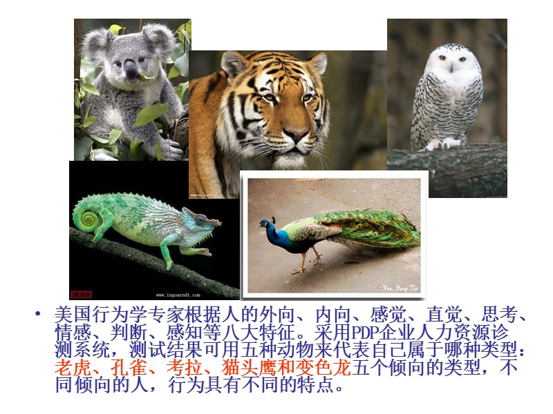 性格测试(考拉孔雀老虎猫头鹰).ppt_第2页