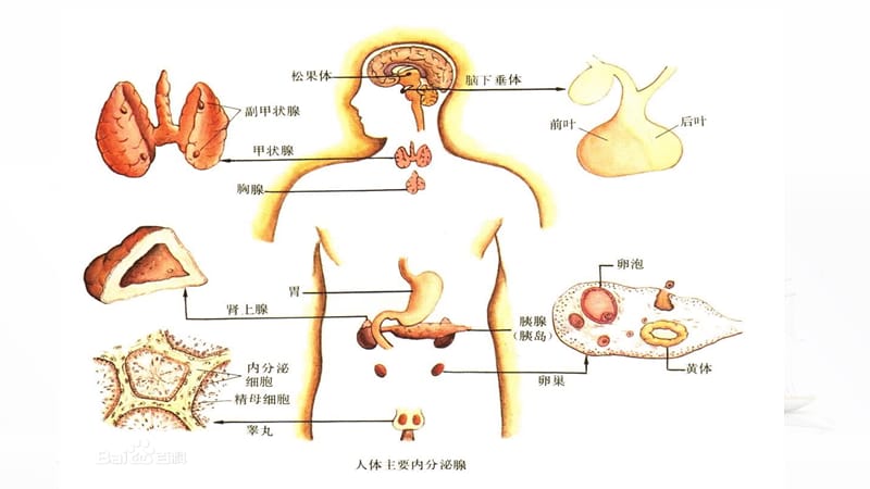 卵巢功能及其周期性变化.ppt_第2页