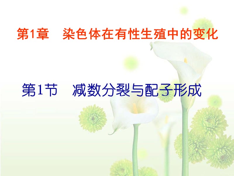 减数分裂课件及练习.ppt_第1页